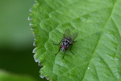 Anthomyia procellaris