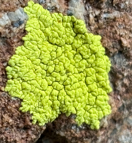 Gold Cobblestone Lichens