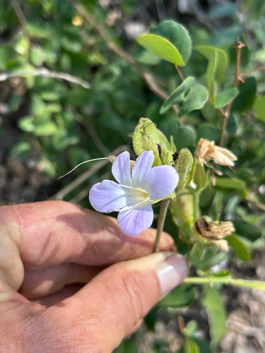 Barleria lancifolia