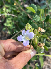 Barleria lancifolia