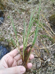 Carex elongata