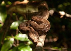 Central American Boa photo 3
