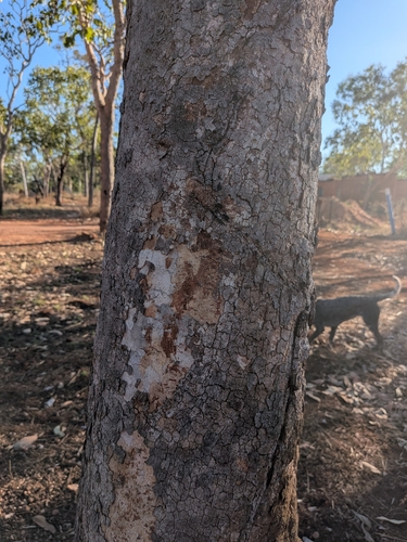 Broad-leaved Bloodwood