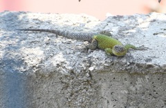 Sceloporus taeniocnemis
