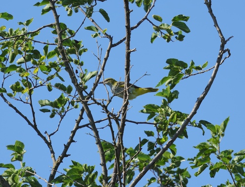 Eurasian Golden Oriole