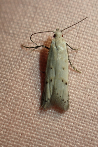 Carposina gracillima observed 2026-07-20