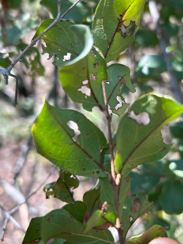 Combretum hereroense, photograph 6