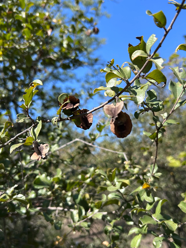 Combretum hereroense, photograph 5