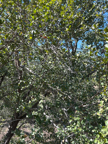 Combretum hereroense, photograph 4