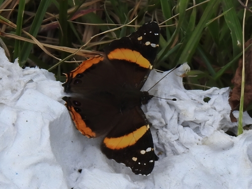 Northern Short-tailed Admiral