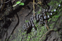 Cyrtodactylus consobrinus