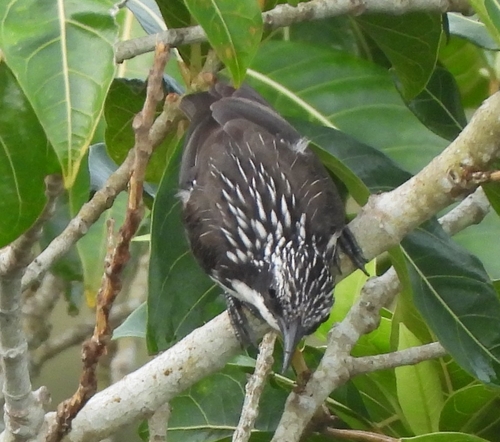 Rhabdornis mystacalis observed 2026-07-21