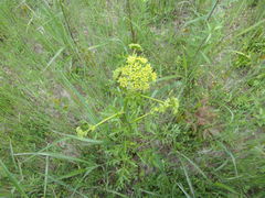 Polytaenia