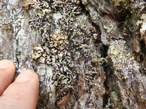 Hypogymnia bitteri, 2026-07-20