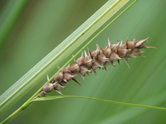 Carex pellita
