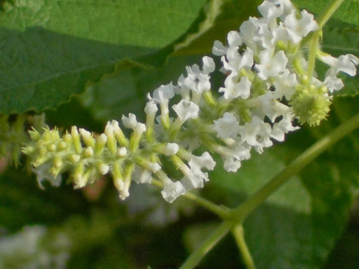 Buddleja asiatica