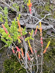 Baeckea imbricata, photograph (c) Tim, some rights reserved (CC BY)
