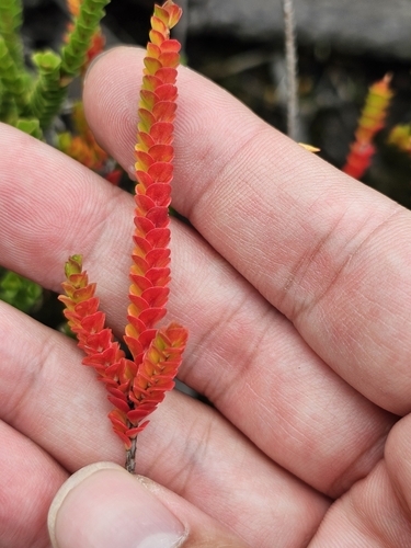 Baeckea imbricata, photograph 3