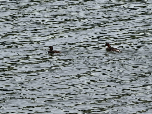 Little Grebe