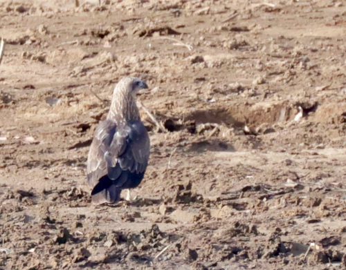 Brahminy Kite