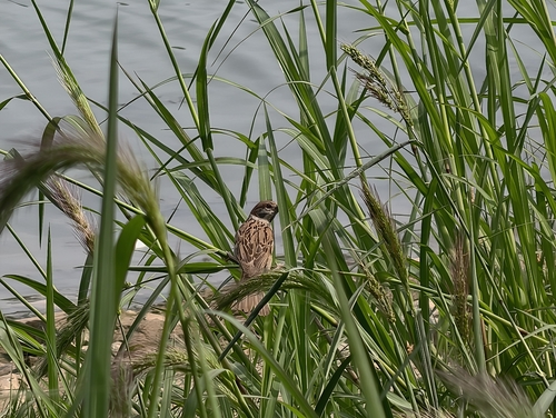 Eurasian Tree Sparrow