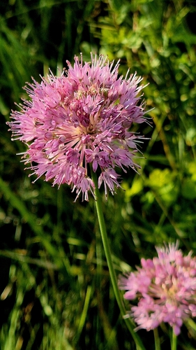 Allium lineare