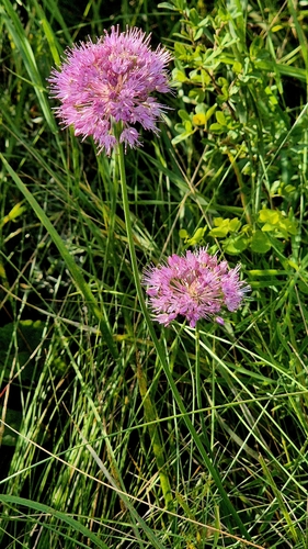 Allium lineare, photograph 2