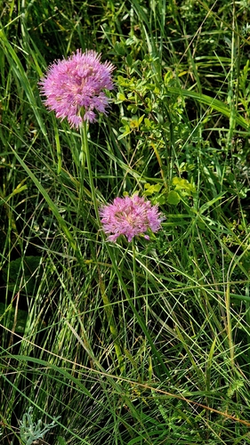 Allium lineare, photograph 3