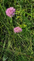 Allium lineare, photograph (c) Анна Митрошенкова, some rights reserved (CC BY)