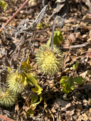 Cucumis anguria observed 2026-07-16