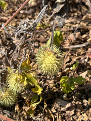 Cucumis anguria, photograph author not stated, no rights reserved