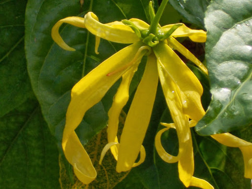 Cananga