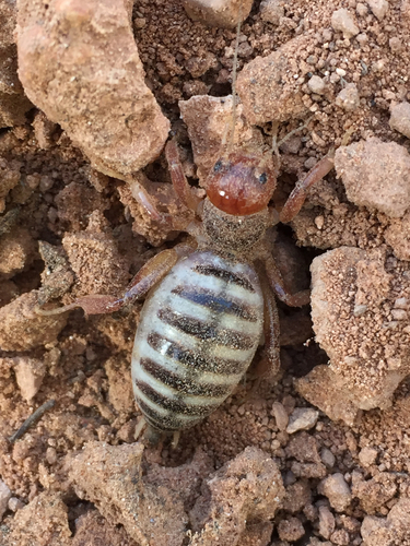 Stenopelmatidae
