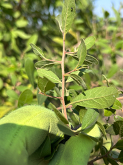 Diospyros lycioides