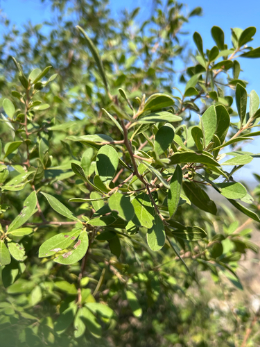 Diospyros lycioides, photograph 2