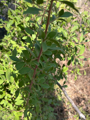Diospyros lycioides, photograph author not stated, no rights reserved