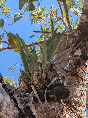 Channelled boat-lip orchid