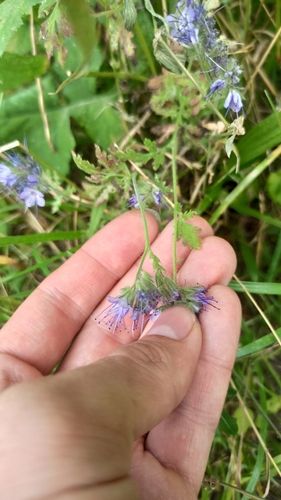 Наблюдение на iNaturalist