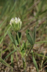Trifolium leucanthum