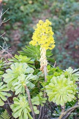 Aeonium arboreum