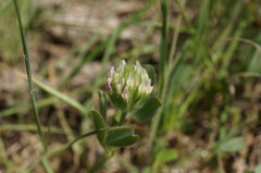 Trifolium leucanthum