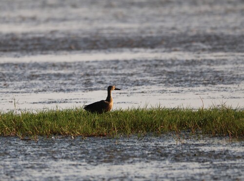 iNaturalist image