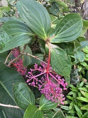 Medinilla speciosa