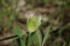 Trifolium leucanthum
