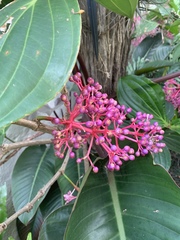 Medinilla speciosa