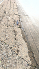 Columba livia domestica