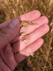(c) Alana Woolley, some rights reserved (CC BY) Bromus secalinus, photograph (c) Alana Woolley, some rights reserved (CC BY)