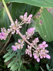 Medinilla speciosa