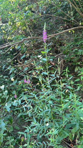 purple loosestrife