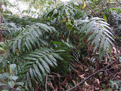 Stenochlaena palustris